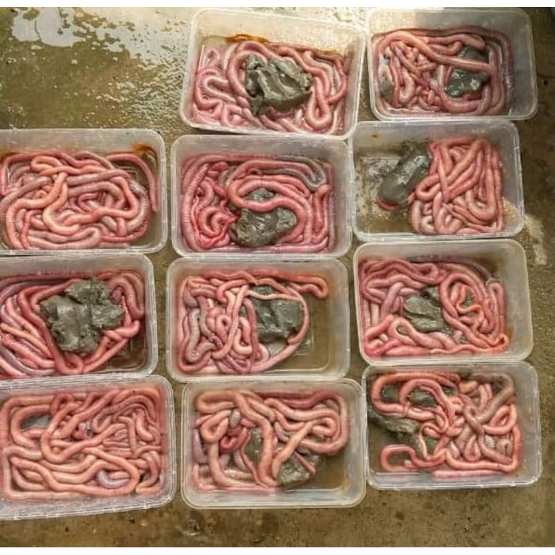 Cacing Nipah Kualitas Grade A