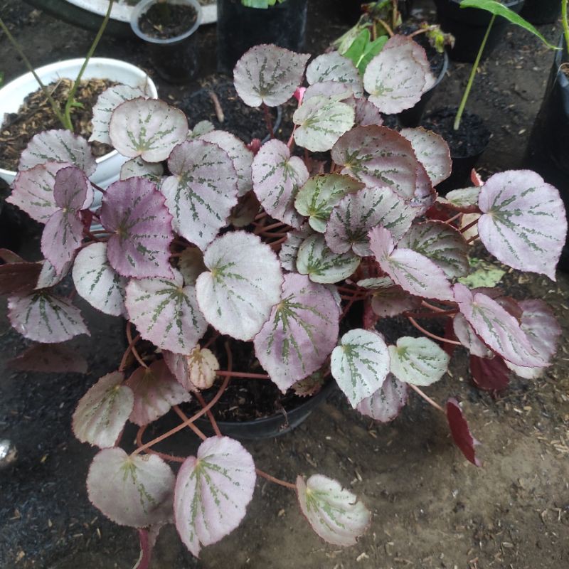 Begonia pink merah martins martin mistery begonia gantung daun pink kecil