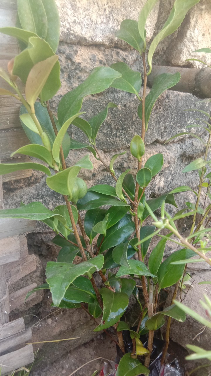 Bibit Bunga Camelia Supermurah