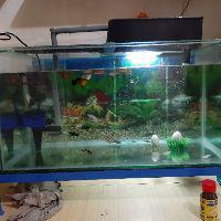 Ikan Hias Manfish Ikan Aquascape Layang Layang Shopee Indonesia