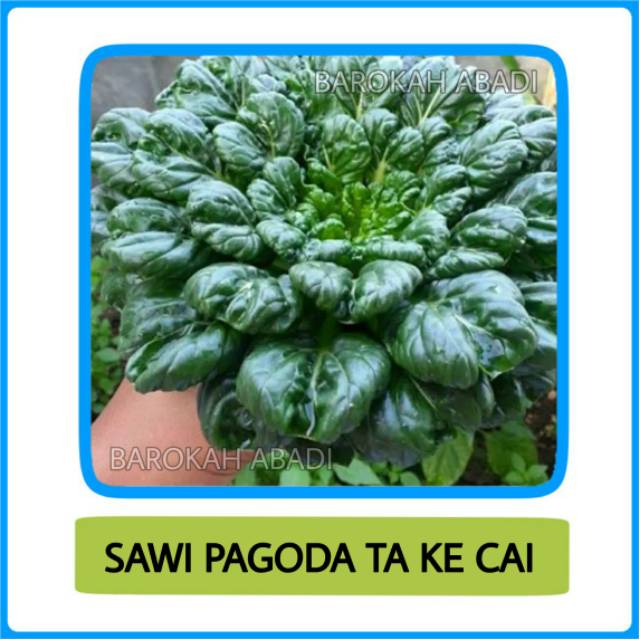 50 Benih Sawi Pagoda F1 Ta Ke Cai Tatsoi Bibit Sayur Sayuran Seribuan - SAWI PAGODA