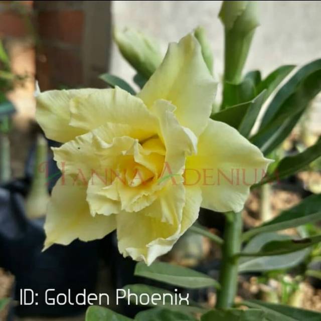 Bibit Bunga Kamboja Adenium Golden Phoniex