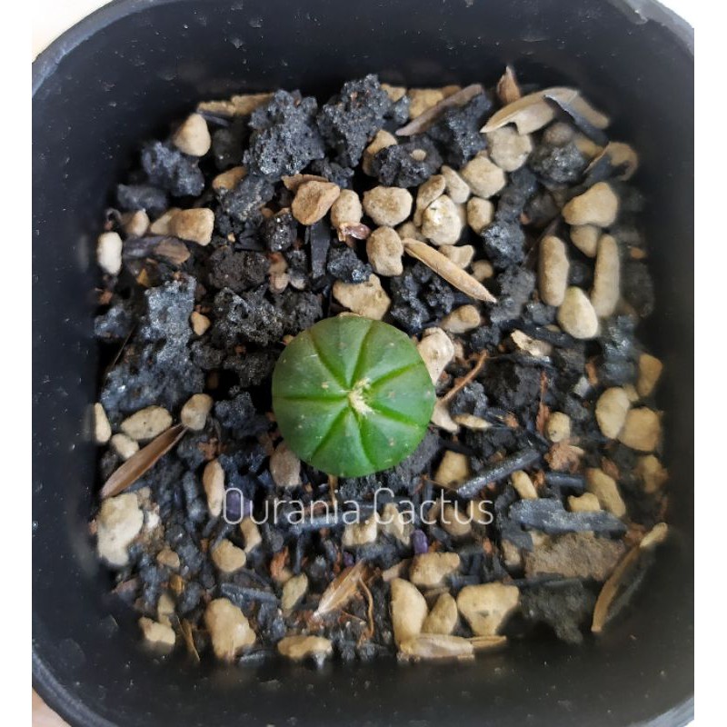 kaktus Astrophytum Asterias