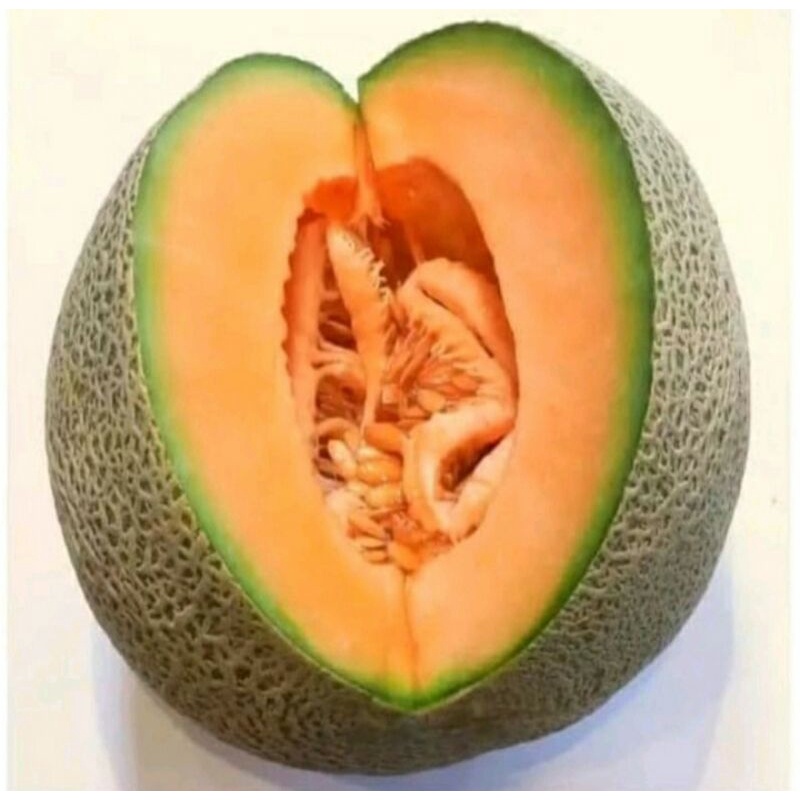 (Ready) 15+ BIBIT BENIH BUAH MELON SUPER