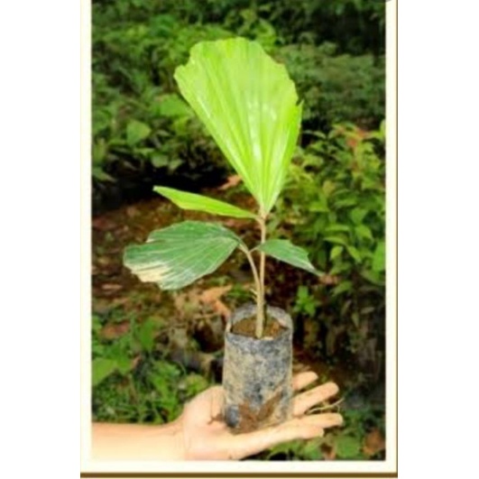 BIBIT POHON AREN/BIBIT POHON GULA AREN JAWA