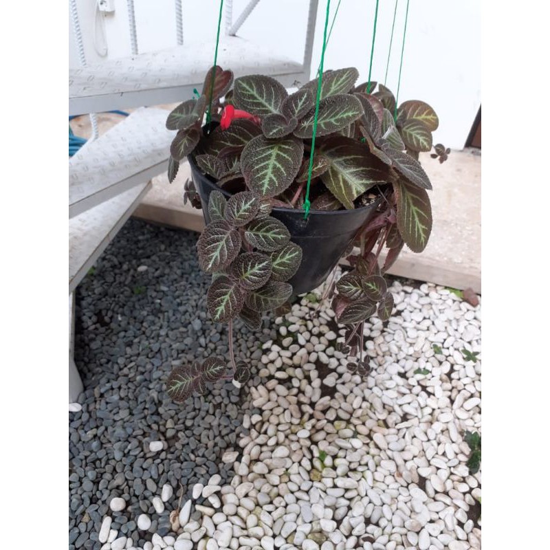 Bibit tanaman hias Episcia Cupreata Hijau&Coklat #Khusus JABAR