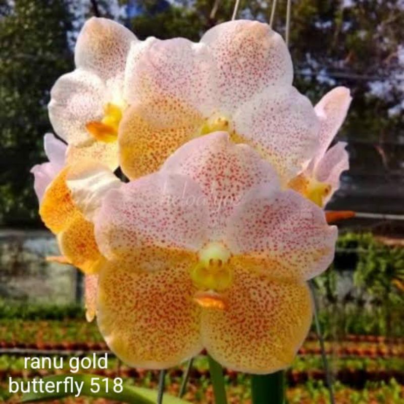 Anggrek Vanda Impor Kuning Dewasa Spike dan Knop