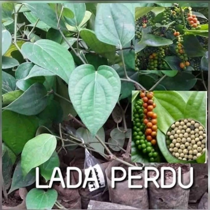 BIBIT LADA PERDU UNGGUL