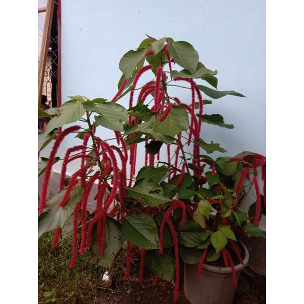 BIBIT TANAMAN HERBAL BUNGA EKOR KUCING UNTUK VITILIGO  Shopee 