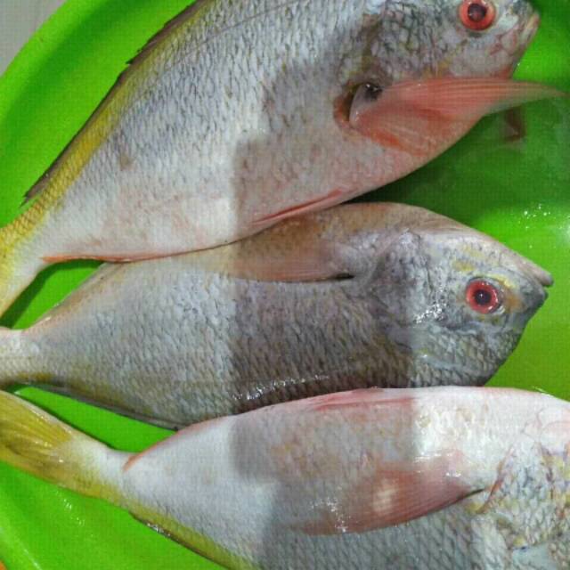 

IKAN EKOR KUNING