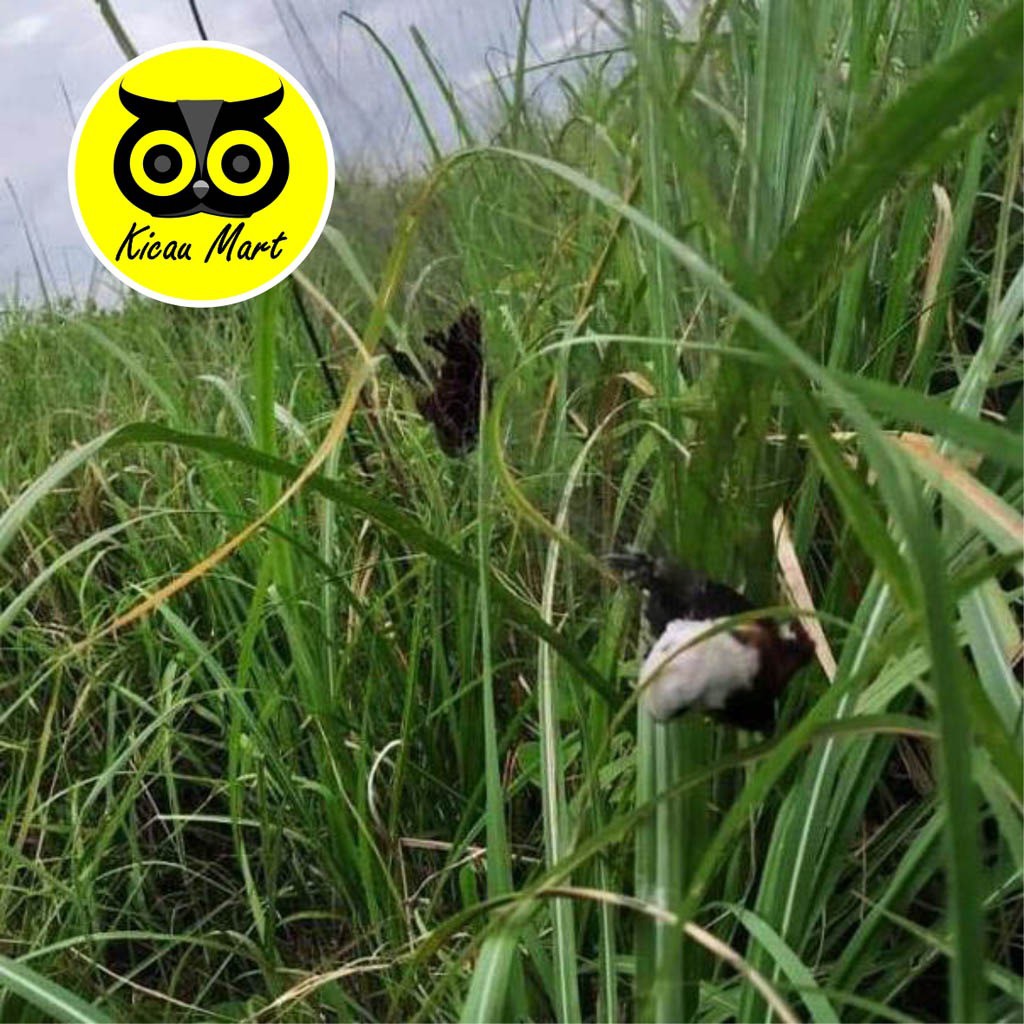 JARING SAWAH JEBAKAN PERANGKAP BURUNG EMPRIT PIPIT KOLIBRI JARING IKAN PADI ANTI HAMA JARING3