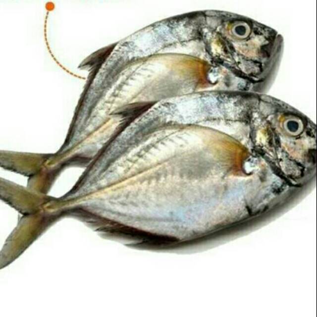

Ikan kuwe