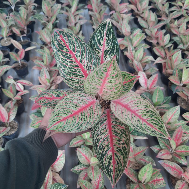 Aglonema Tanaman Hias Murah Aglonema Legacy Merah Murah