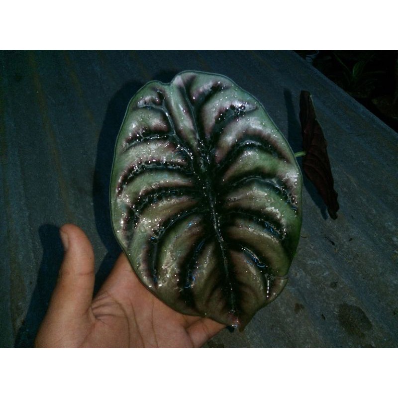 cuprea keladi tengkorak