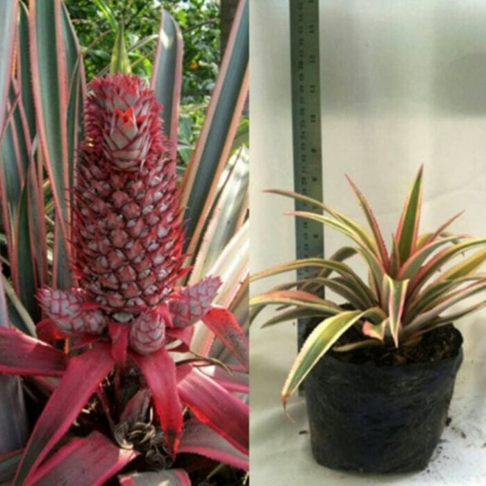 Pohon Nanas Merah Tanaman Hias Pohon Buah Nanas Merah
