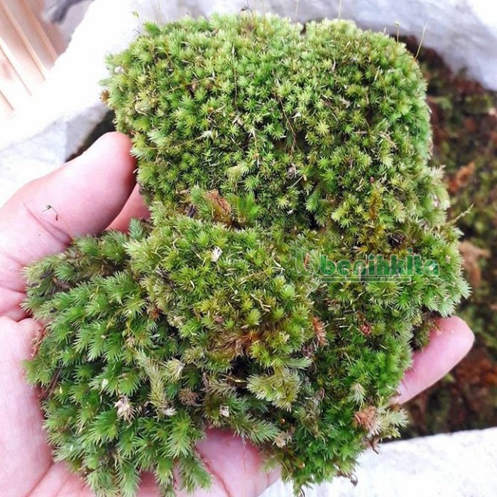 Media Tanam Lumut Hidup/Sphagnum Moss Live