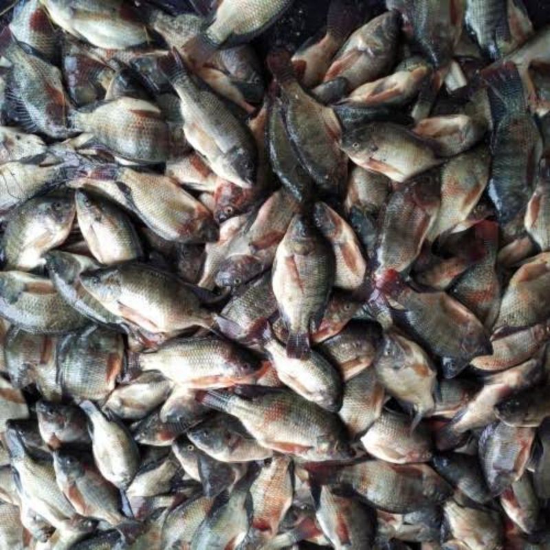 

Ikan mujair kecil / baby mujair 500 gr