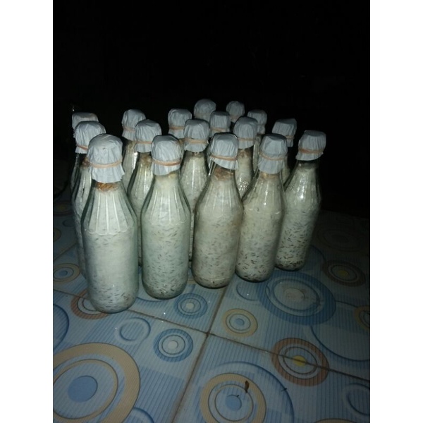 Bibit Jamur Tiram Putih F2 / Bibit Siap Tanam ke Baglog / Pot Media Tanam