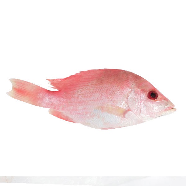 Ikan Fresh Kakap Merah Kecil 430 Gr Shopee Indonesia