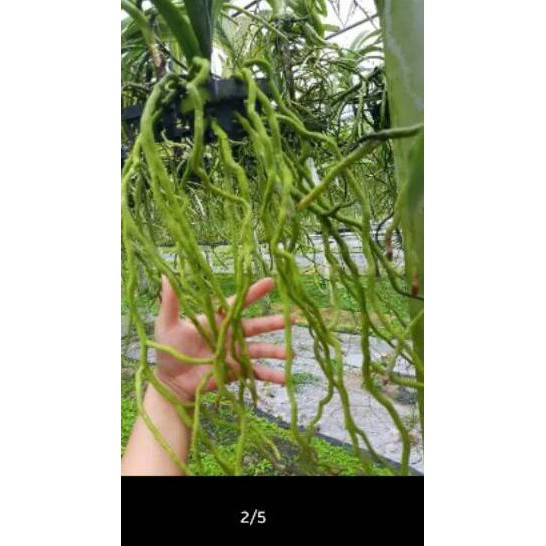 _ IPX Anggrek Vanda Merah Dewasa bunga besar Spesial Order
