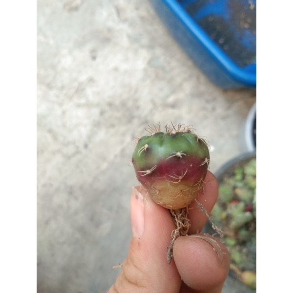 Kaktus Gymno Damsi Ungu Anakan murah | kaktus mini sukulen vereus opuntia echinopsis damsi