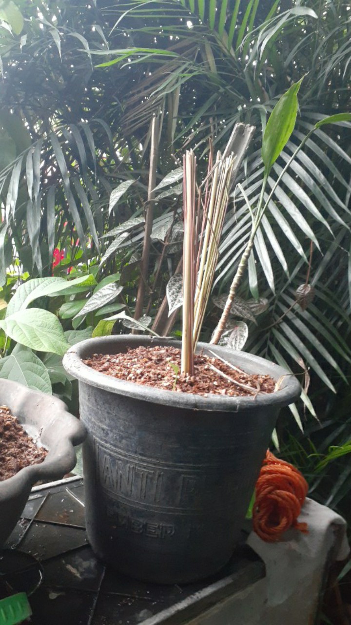 Pohon Sereh Merah