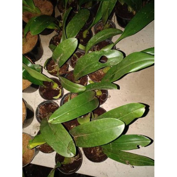 LVPAI COD✔ anggrek bulbophyllum lobii lepidum amplebracteosum veldkampii bulbo