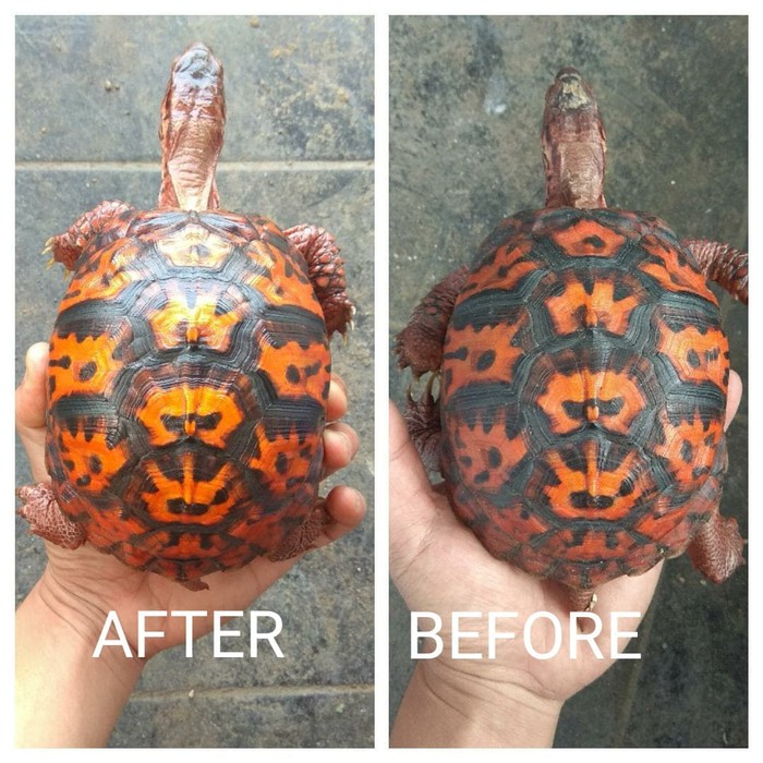 minyak olive oil pelembab kurakura darat tortoise