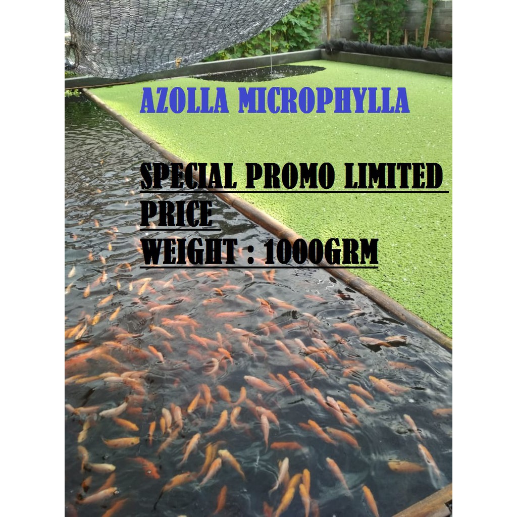 Azolla Microphyla Bibit Azola Rumput Azolla Pakan Alami Alternatif Ternak - Ikan Kaya Nutrisi Tinggi
