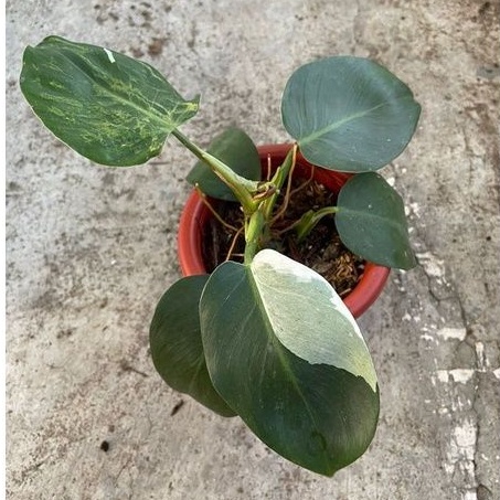 Philodendron White Princess