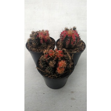 kaktus gymno tricolor ownroot