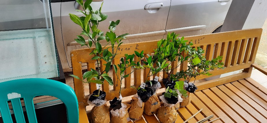 Bibit Buah Jeruk Mandarin Super Hasil Okulasi