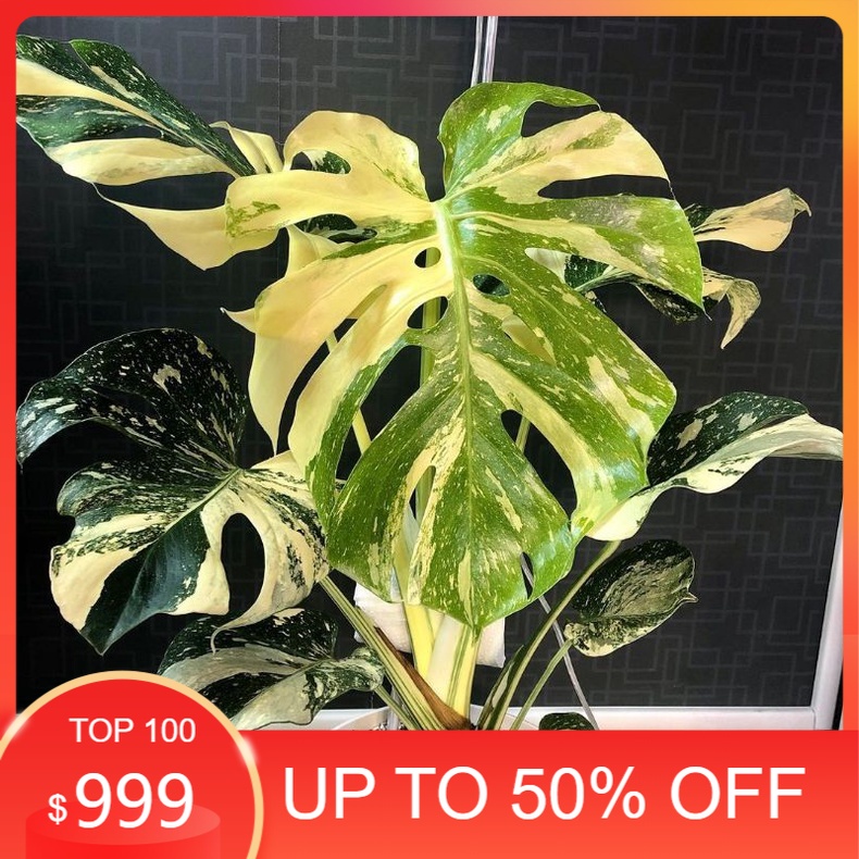 bonggol monstera monthai varigata