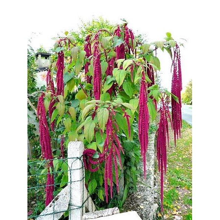 Benih-Bibit Bunga Love Lies Bleeding (Haira Seed)