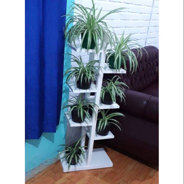 Spider plant