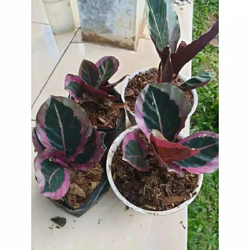 tanaman hias calathea cynthia pink ready