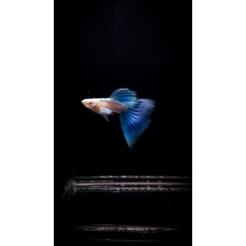 Guppy Albino Blue Sky / Blue Topaz Good Quality