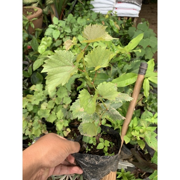 bibit pohon anggur merah red master tanaman buah anggur