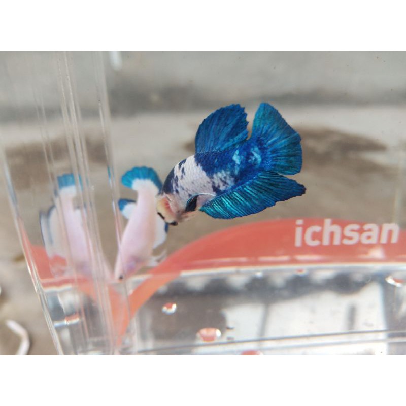 ikan cupang  hias Blue Rim panda / bocor