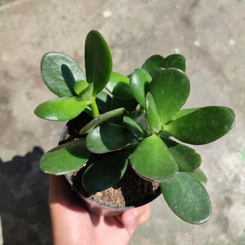 Jade Plant big size/Sukulen/Sukulen dollar