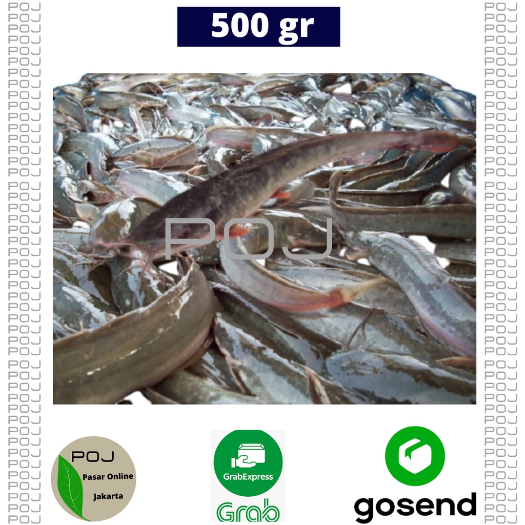 

Ikan Lele 500 gr✓Ikan Lele ✓Lele✓ Ikan Lele Segar✓Ikan✓Lele✓Lele Hidup✓Lele Jumbo✓Ikan Lele