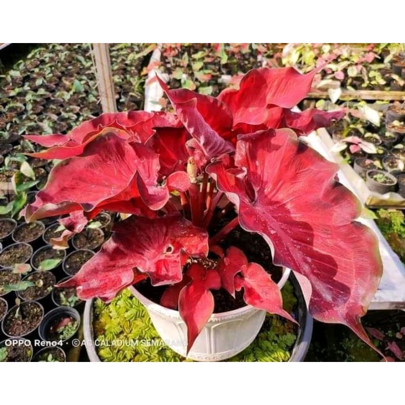 keladi anggur merah/tanaman hias murah