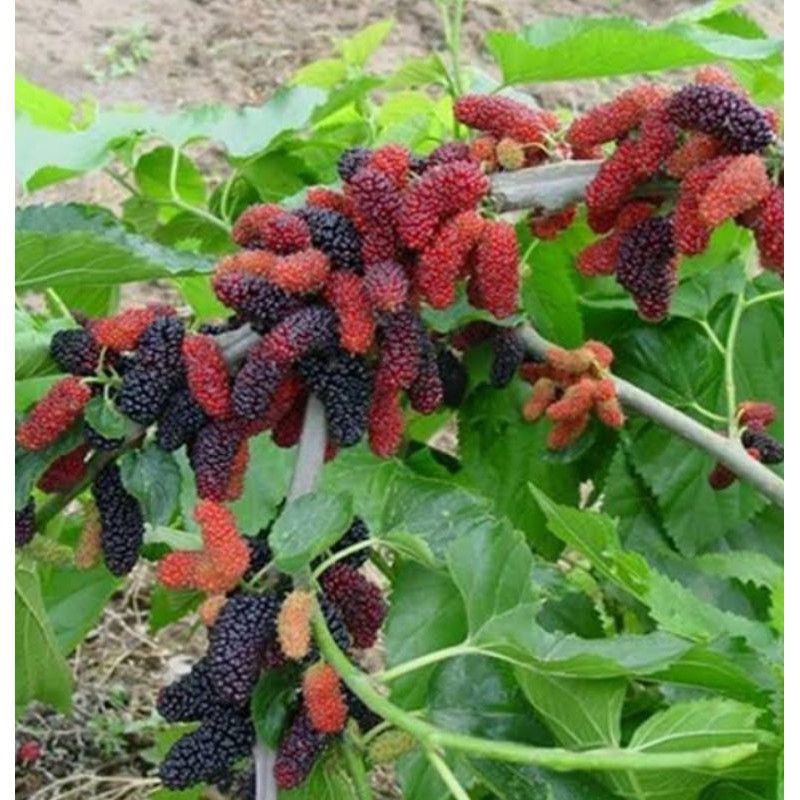 

bibit murbei murah