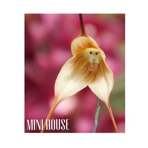 Best Promo Biji Bibit Benih Anggrek Monyet