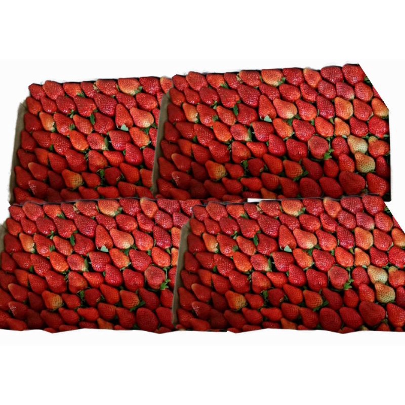 

Strowberi berastagi 5 kg