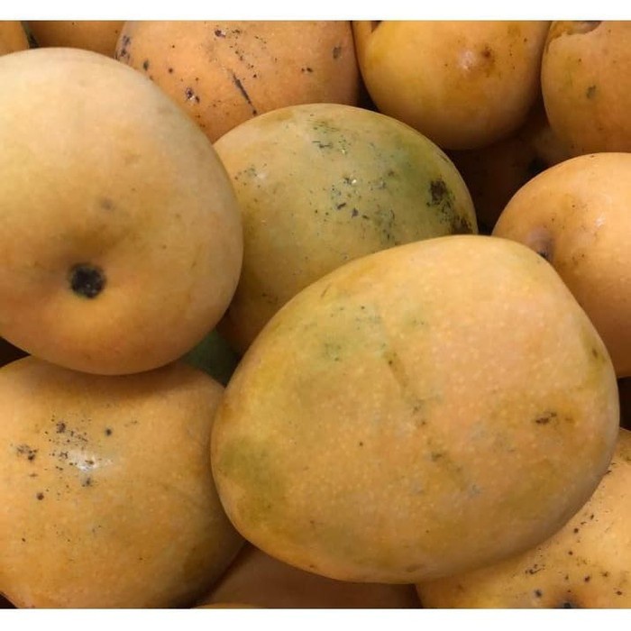 

1 Kg - Mango Gedong | Mangga Gedong