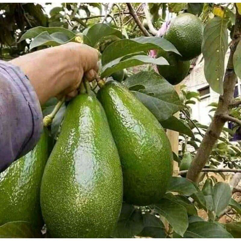 bibit alpukat aligator super