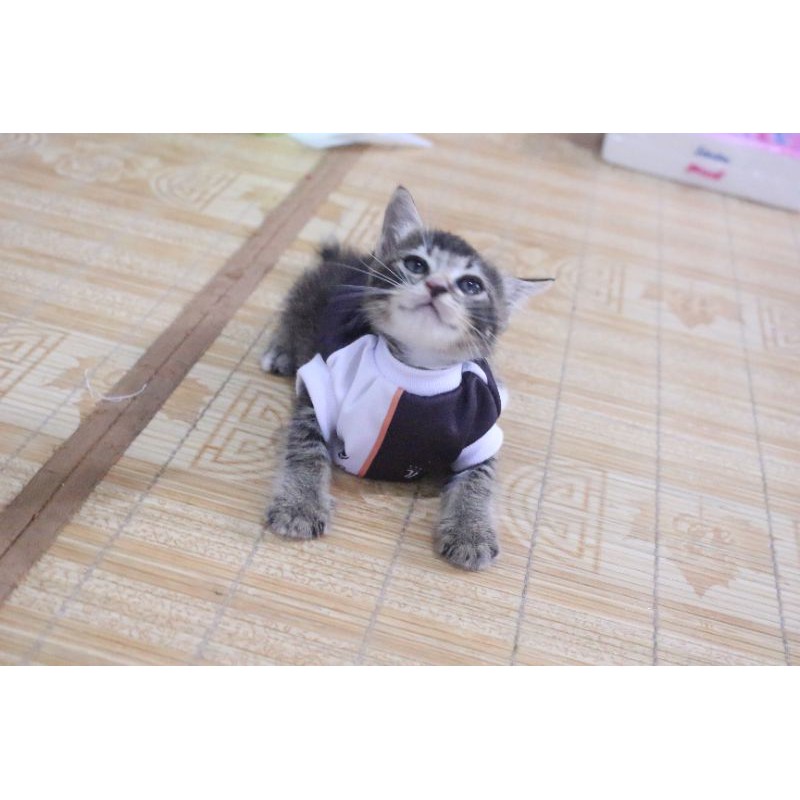 Kaos Jersey bola Juventus black white untuk kucing dan anjing / baju bola anjing kucing size S-XL