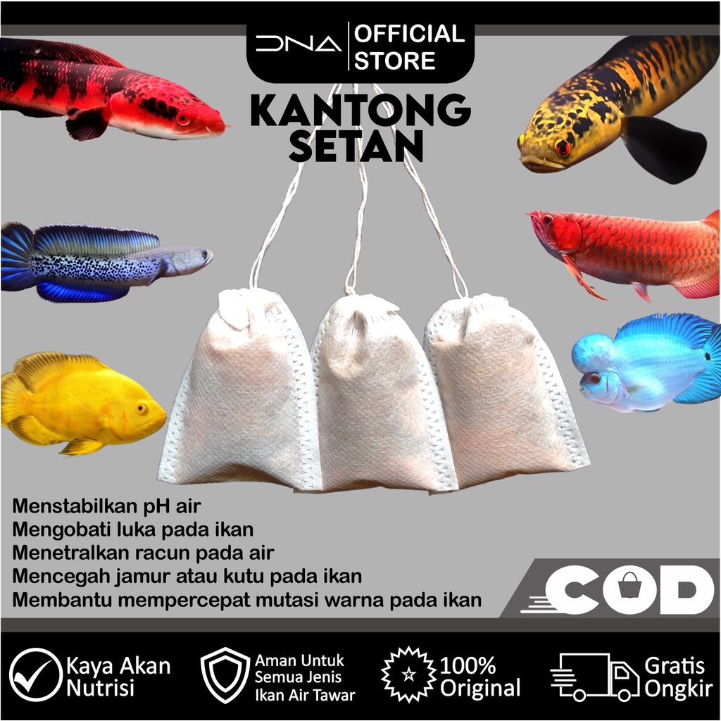 KANTONG SETAN ketapang secang untuk progres ikan bisa untuk channa cupang louhan oscar arwana pbass koki koi