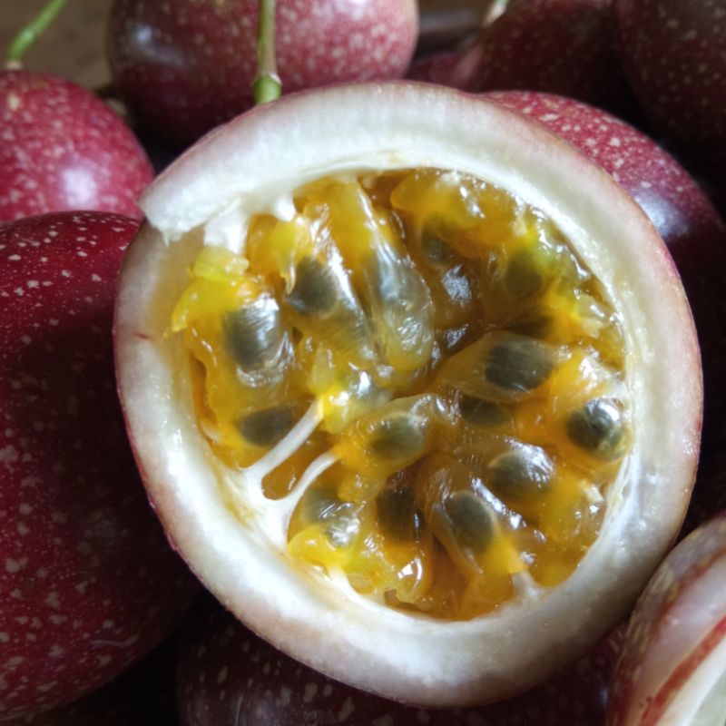 

buah mariksa ungu segar 500 gram